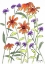 Picture of ORANGE CORN FLOWER