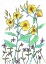 Picture of SUNDROPS
