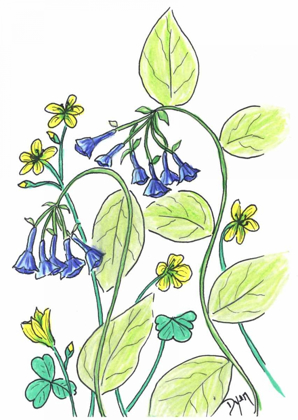 Picture of VIRGINIA BLUEBELLS