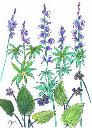 Picture of WILD LUPINE