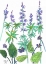 Picture of WILD LUPINE