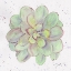 Picture of CACTUS 2