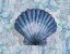 Picture of BLUE SCALLOP