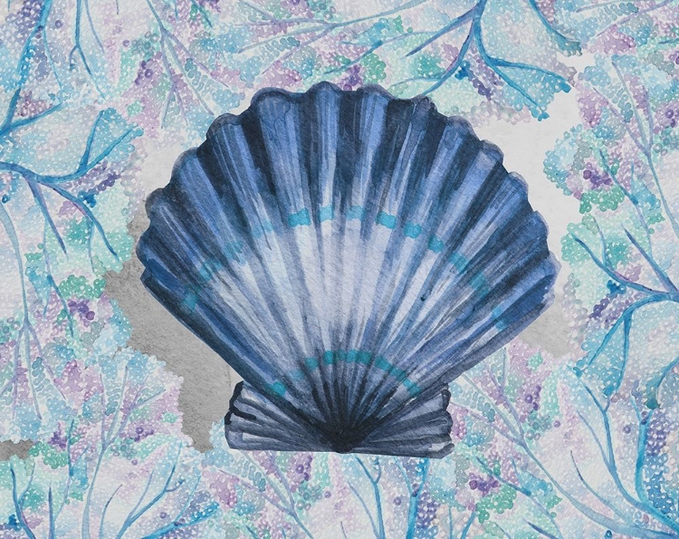 Picture of BLUE SCALLOP