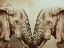 Picture of MIRROR ELEPHANTS