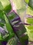 Picture of OLIVE BANANNA LEAVES 1
