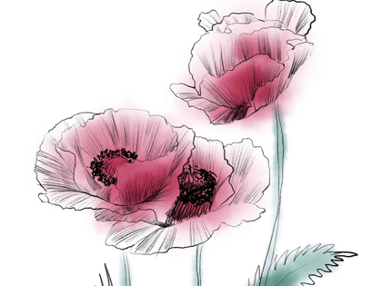 Picture of SKETCHED POPPIES 1