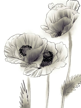 Picture of SKETCHED POPPIES 2