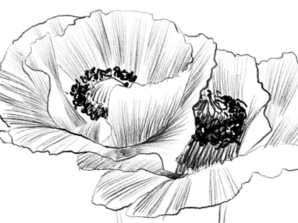 Picture of SKETCHED POPPIES 3