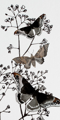 Picture of DARK BUTTERFLYS 2