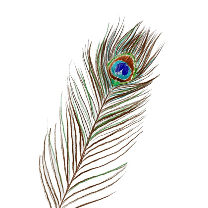 Picture of PEACOCK SINGLE 1