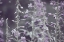 Picture of LAVENDER BUSHES