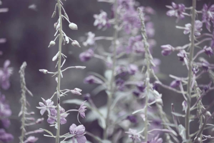 Picture of LAVENDER BUSHES