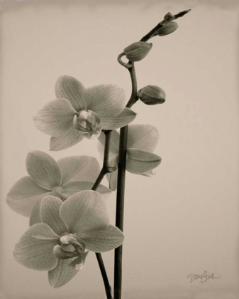 Picture of ORCHID 1