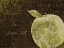 Picture of APPLE DAMASK HORIZONTAL