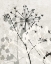 Picture of RANQUIL GRASS 1 BW