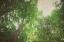 Picture of EMERALD CANOPY 1