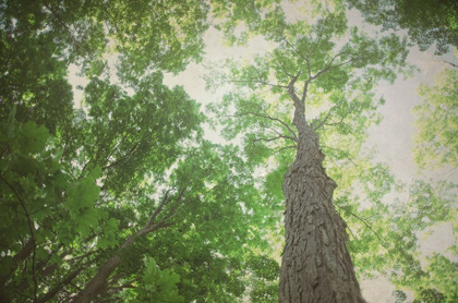 Picture of EMERALD CANOPY 2