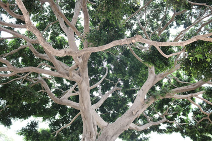Picture of TREE