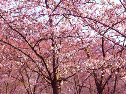 Picture of BLOSSOM PINK TREES 2