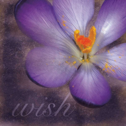 Picture of WISH FLOWER