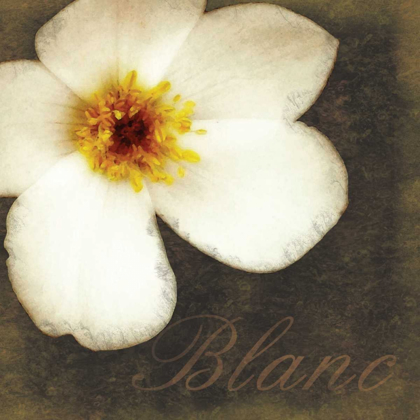 Picture of BLANC FLOWER