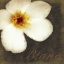 Picture of BLANC FLOWER
