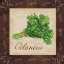 Picture of CILANTRO