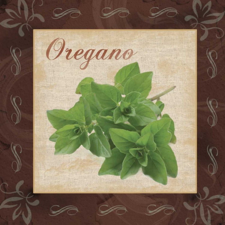 Picture of OREGANO