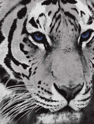 Picture of PURPLE EYES