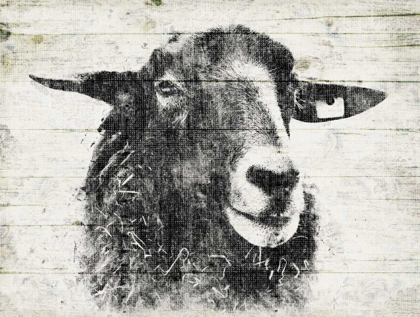 Picture of VINTAGE SHEEP