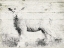 Picture of VINTAGE LAMB