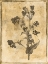 Picture of STENCIL FLORAL