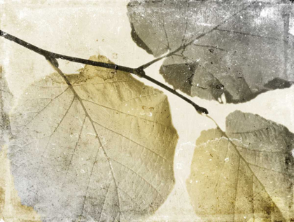 Picture of CLASSIC LEAVES