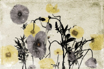 Picture of STONE WASH POPPIES
