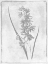 Picture of MONOCHROME FLORAL CLEANER 3