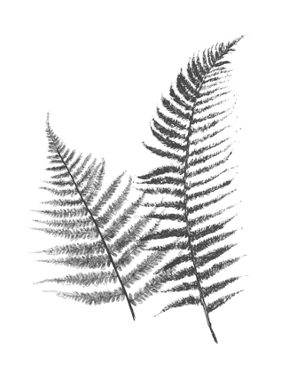 Picture of MONOCHROMATIC FERNS 1