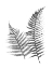 Picture of MONOCHROMATIC FERNS 1