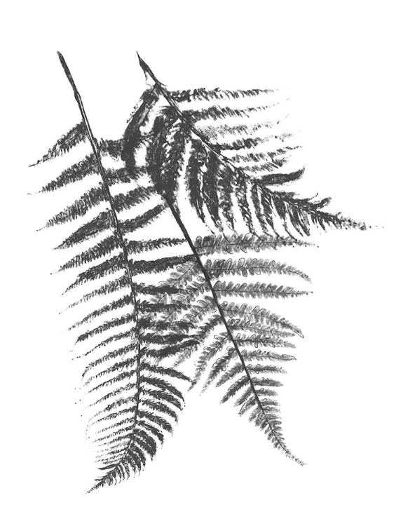 Picture of MONOCHROMATIC FERNS 2