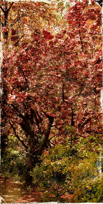 Picture of NY FALL TREES