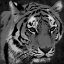 Picture of TIGER BLACK AND WHITE