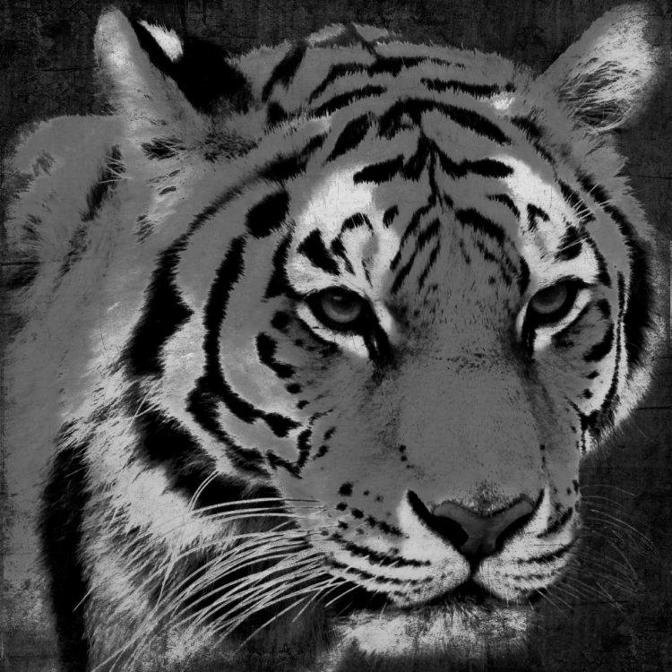 Picture of TIGER BLACK AND WHITE