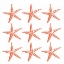 Picture of STARFISH TROPICAL