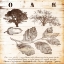 Picture of ALL ABOUT OAK
