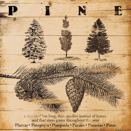 Picture of PINE BURNT
