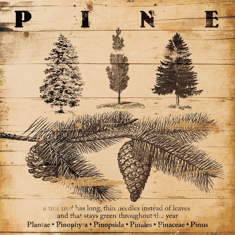 Picture of PINE BURNT