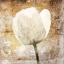 Picture of GOLDEN WHITE GREIGE MATE