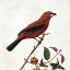Picture of LOVELY BIRDS