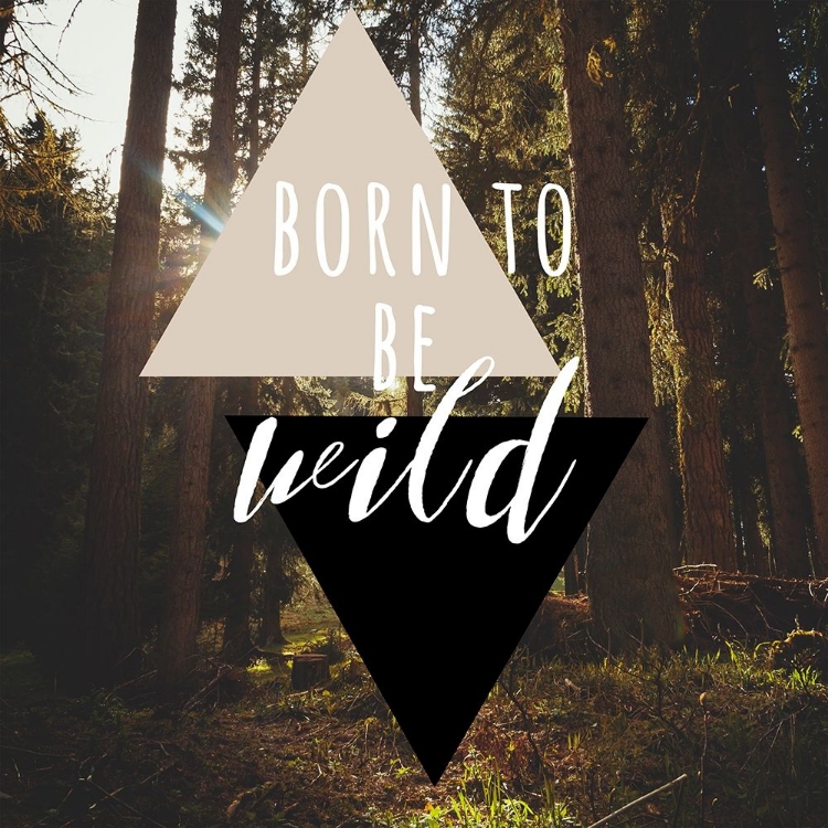 Picture of BORN TO BE WILD 38