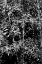 Picture of BEACH FOLIAGE 1